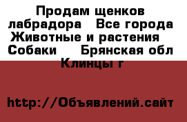 Продам щенков лабрадора - Все города Животные и растения » Собаки   . Брянская обл.,Клинцы г.